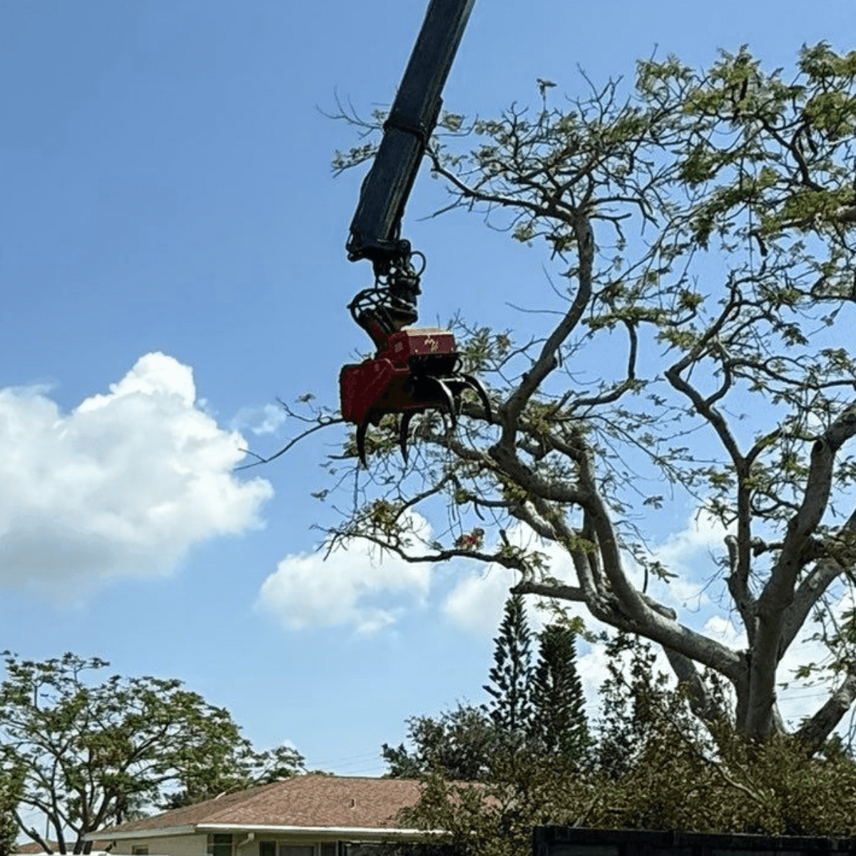 prepare trees for rain season