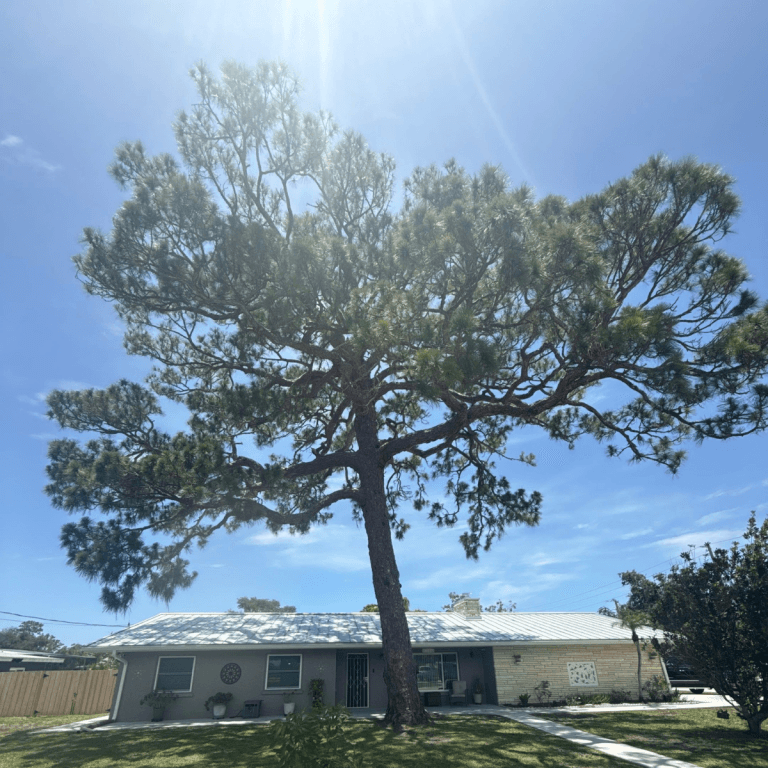 Safe, Professional Tree Evaluations for Residential and Commercial Properties