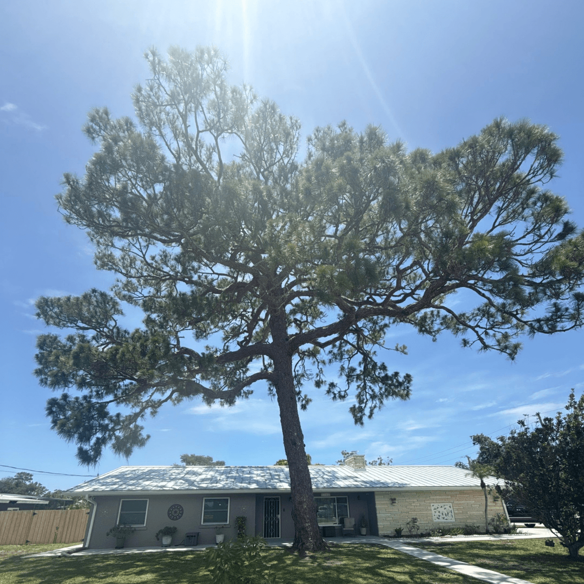 Safe, Professional Tree Evaluations for Residential and Commercial Properties