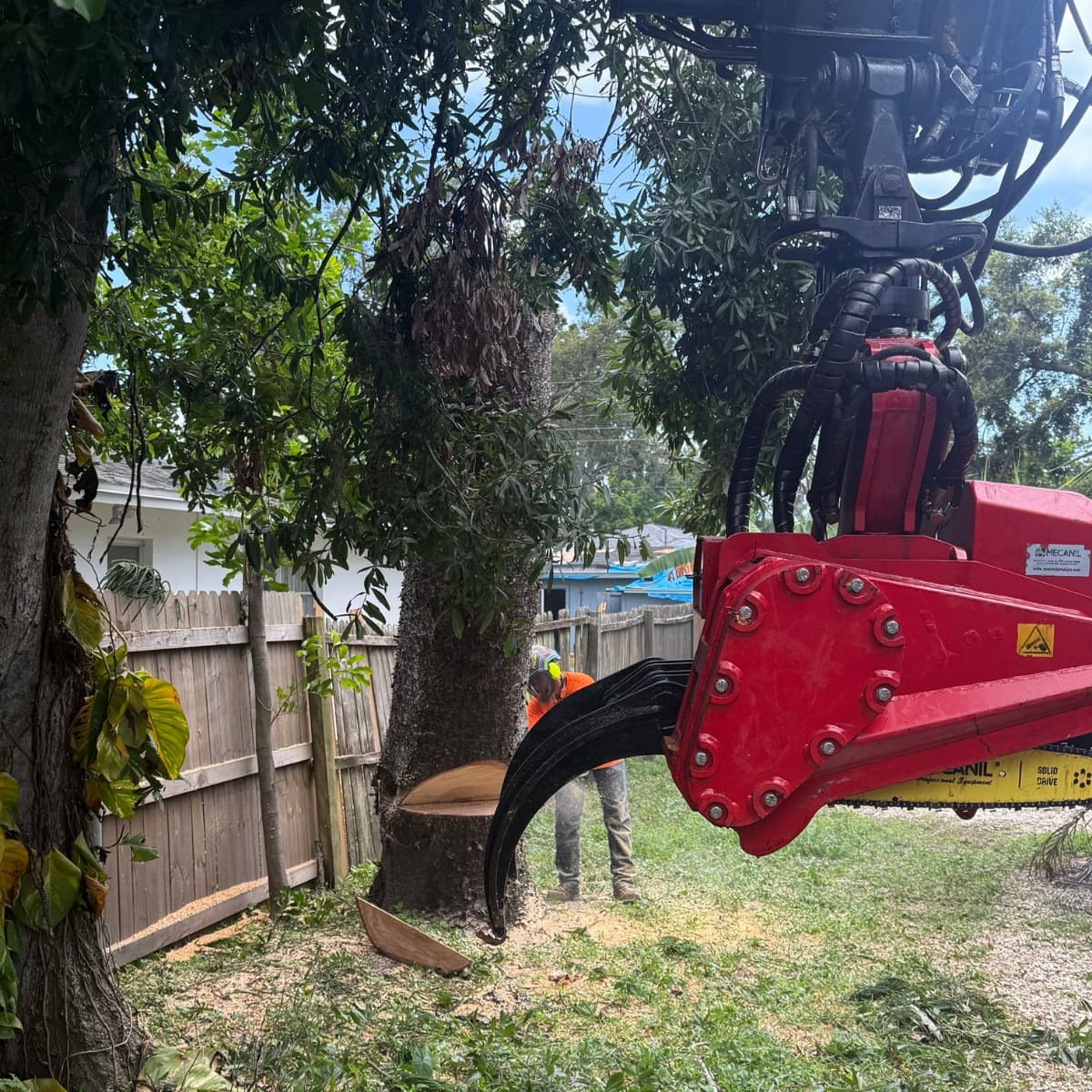 Professional tree service crew performing safe tree removal in Bradenton, FL, near residential property