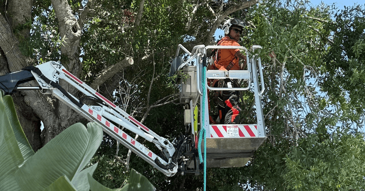 Tree Trimming