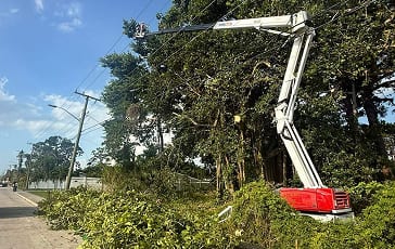 Crane-assisted tree removal for a hazardous pine in Southwest Florida by My Florida Tree Guys