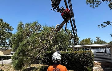 Commercial tree maintenance for a large HOA community in Venice, FL focusing on safety and aesthetics.