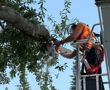 tree removal