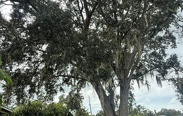 Certified arborist performing crown thinning and pruning in Venice, FL to promote healthy tree growth.