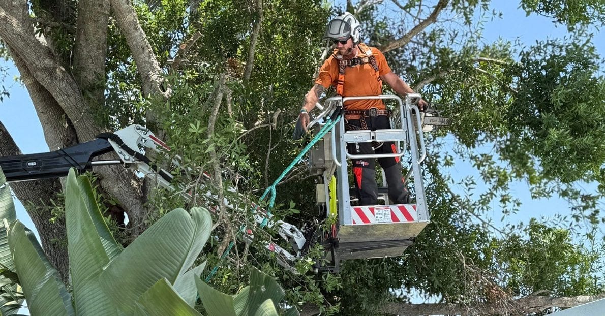 Professional arborists performing tree service in Siesta Key, FL, near coastal homes using specialized equipment
