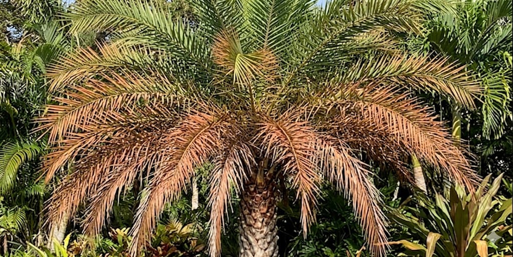 Sylvester palm with bronzed lower fronds Lethal Bronzing Disease