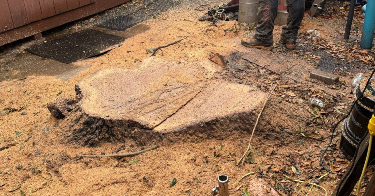 Stump Grinding Service in Venice & Sarasota County FL