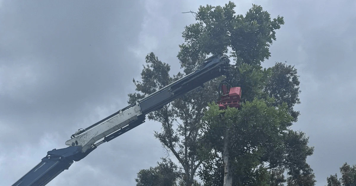 Tree removal service in Venice FL showing large tree being safely cut down