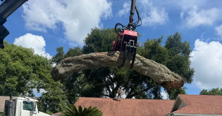 Storm-damaged tree in Sarasota County after hurricane-force winds