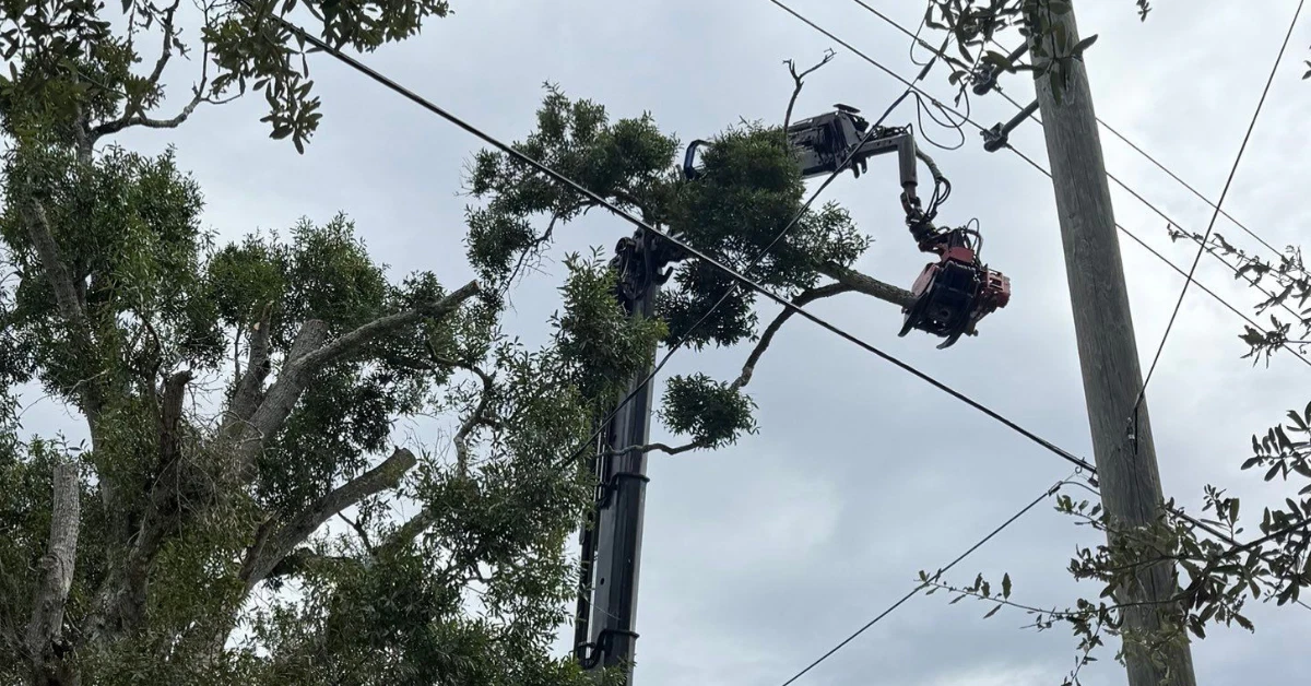 What To Do If A Tree Falls on a Power Line?