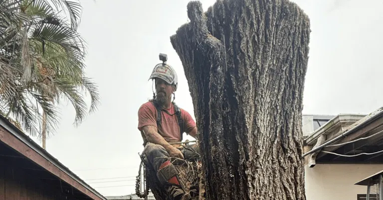 How to Prepare Your Sarasota County Property for Tree Removal