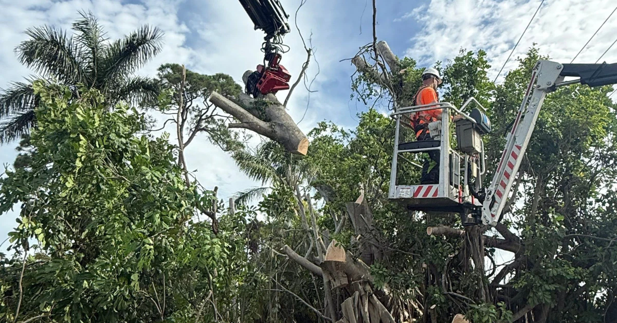 24 7 Emergency Tree Service