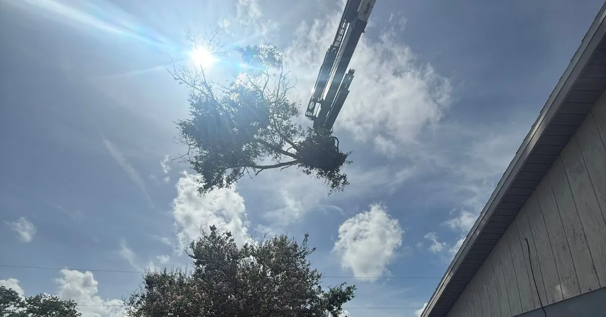 Leaning Trees and Power Lines After a Storm: What to Do in Venice, FL