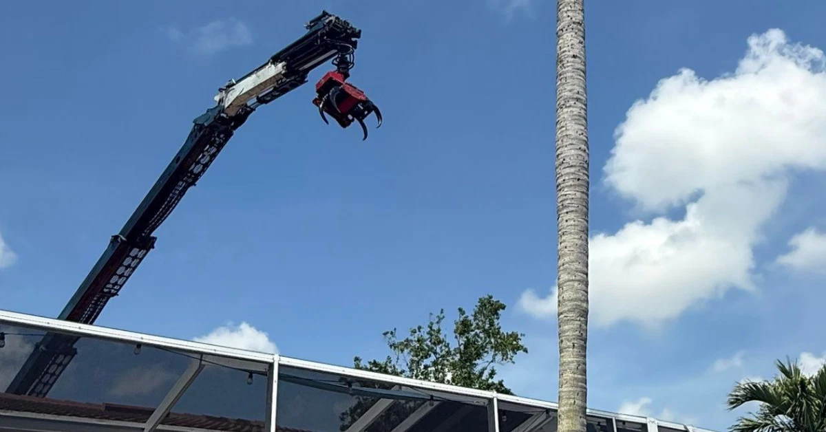 Commercial Tree Care