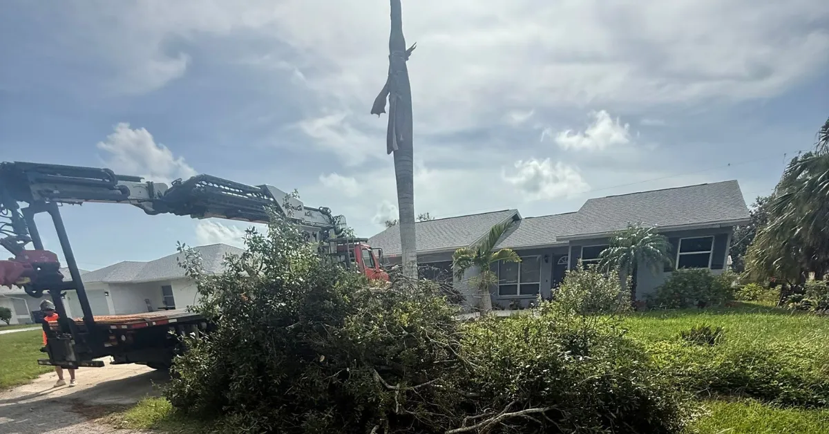 How Salt Air Affects Trees in Venice