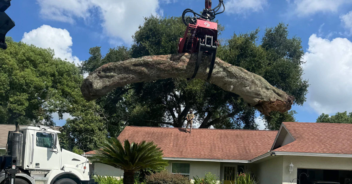 Tree Removal