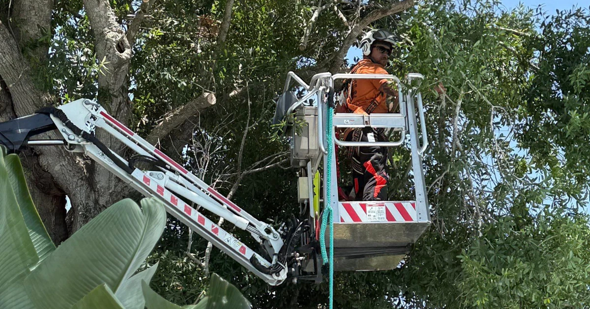 Tree Trimming