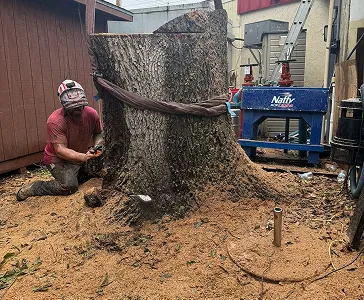 arborist-guided solutions