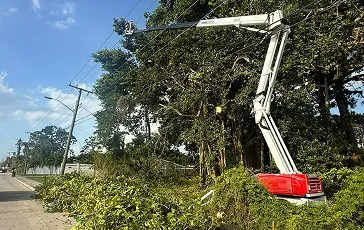emergency tree service