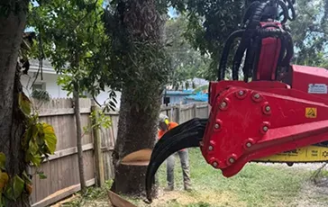tree-removal