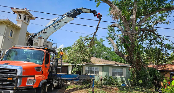 tree service built