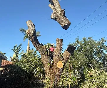 tree removal