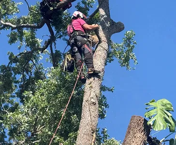 tree trimming