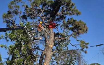 tree trimming and pruning