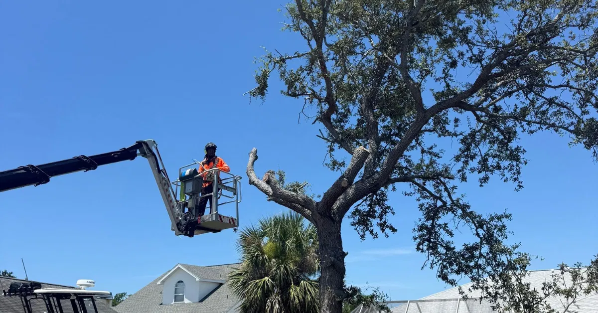 Tree Removal & Tree Trimming in Osprey, FL